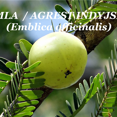 Amla (Emblica officinalis) mielona 5 x 100g