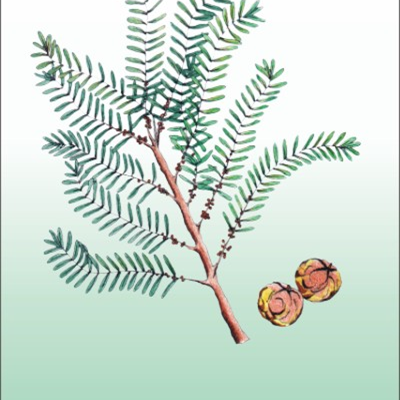 Amla (Emblica officinalis) mielona BIO 2 x 250g