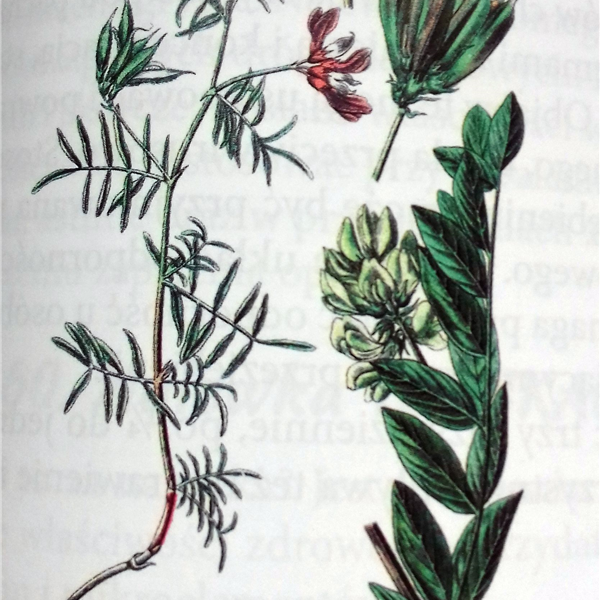Traganek (Astragalus membr.) mielony 2 x 1000g	