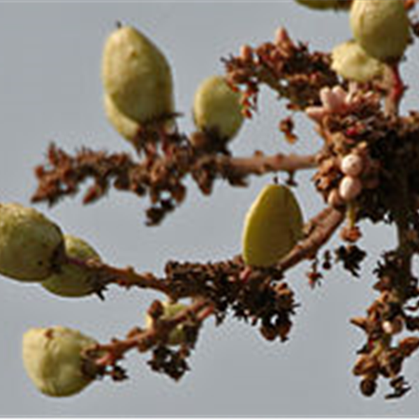 Boswellia serrata mielona WILD 5 x 250g