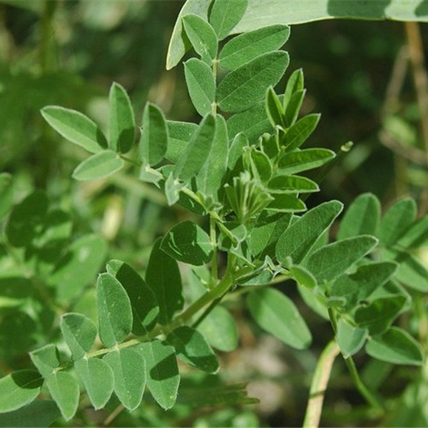Traganek (Astragalus membr.) mielony 5 x 250g